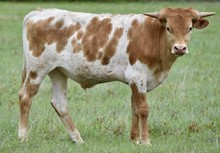 CORTEZ X LOVE STEER