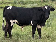JM Tex