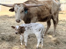 Candy Man x Marigold bull