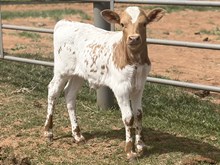 Candy Man x Marigold bull